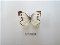 藏品(緣點白粉蝶)的圖片